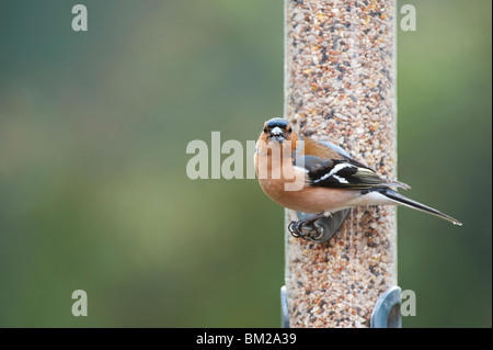 Fringilla Coelebs. Männlichen Buchfinken Fütterung auf ein Futterhäuschen für Vögel Samen Stockfoto