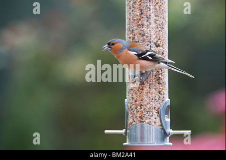 Fringilla Coelebs. Männlichen Buchfinken Fütterung auf ein Futterhäuschen für Vögel Samen Stockfoto