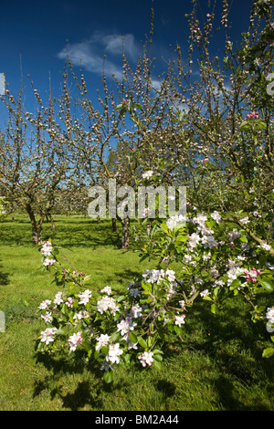 Großbritannien, England, Herefordshire, Putley Dragon Orchard, Apfelwein Apfelbäume in voller Blüte im Mai Stockfoto