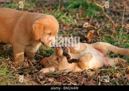 Labrador Welpen / Welpen Stockfoto