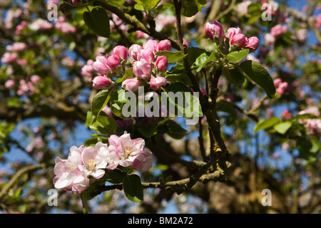 Großbritannien, England, Herefordshire, Putley Dragon Orchard, Insekt bestäubende Apfelwein Baum Apfelblüte im Keim zu ersticken Stockfoto