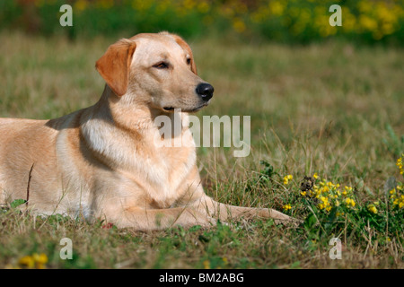 Liegender Labrador Mischling / Mongrel liegend Stockfoto