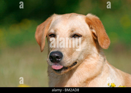 Labrador Mischling / Mischling Stockfoto