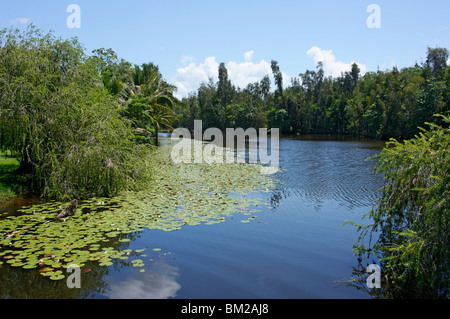 Laguna del Tesoro (Schatz Lagune), Zapata Halbinsel, Matanzas, Kuba, Westindische Inseln Stockfoto