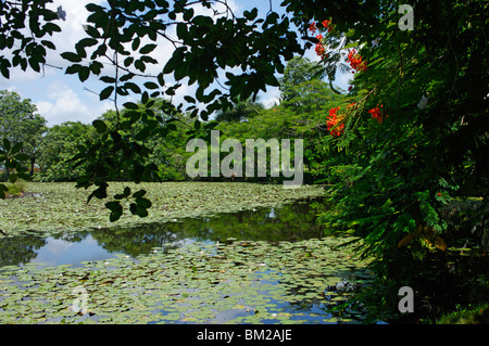 Laguna del Tesoro (Schatz Lagune), Zapata Halbinsel, Matanzas, Kuba, Westindische Inseln Stockfoto