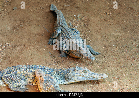 Junge Krokodile im Crocodile Breeding Centre, Laguna del Tesoro (Schatz Lagune), Matanzas, Kuba, Westindische Inseln Stockfoto