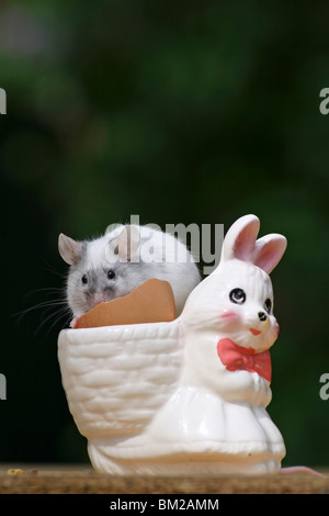 Farbmaus / Maus Stockfoto