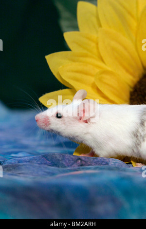 Farbmaus / Maus Stockfoto