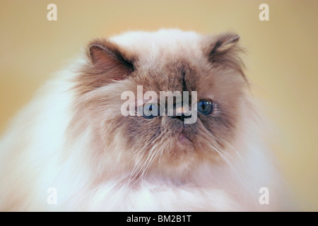 Perserkatze / Perserkatze Portrait Stockfoto