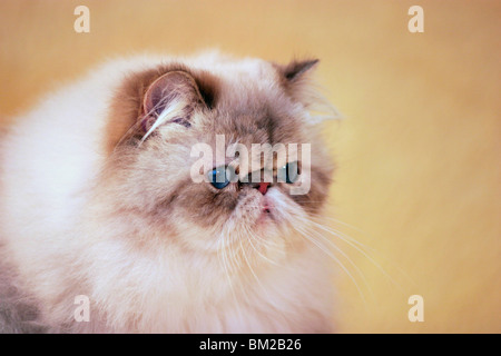 Perserkatze / Perserkatze Portrait Stockfoto