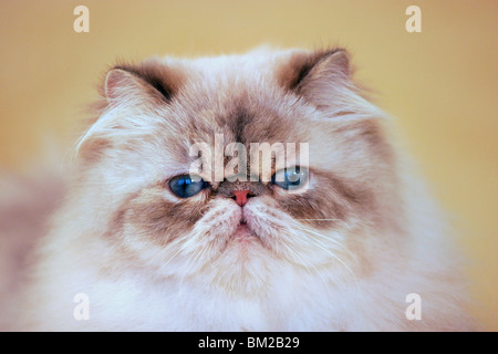 Perserkatze / Perserkatze Portrait Stockfoto