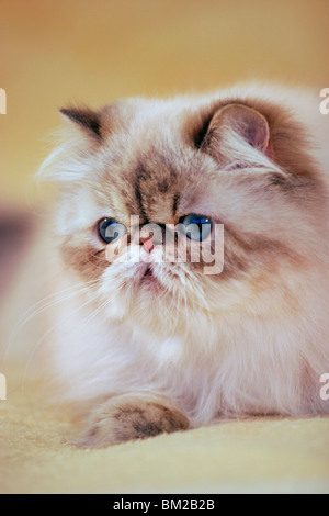 Liegende Perserkatze / liegend Perserkatze Stockfoto