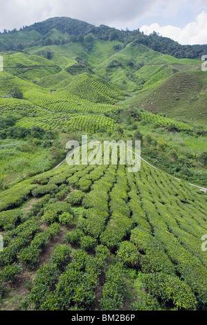 Teeplantage, BOH Sungai Palas Teeplantage, Cameron Highlands, Bundesstaat Perak, Malaysia, Südost-Asien Stockfoto