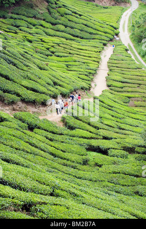 Touristen, die zu Fuß in einer Tee-Plantage, BOH Sungai Palas Teeplantage, Cameron Highlands, Perak Zustand, Malaysia, Südost-Asien Stockfoto