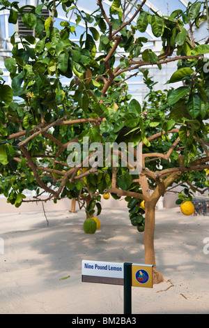 Kissimmee, FL - Jan 2009 - Lemon Tree in Hydrokultur Gartenarbeit Anzeige bei The Land Kunstausstellung im Walt Disney World, Epcot Center Stockfoto