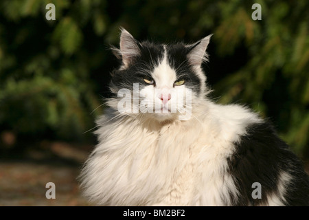 Katze / Cat Portrait Stockfoto
