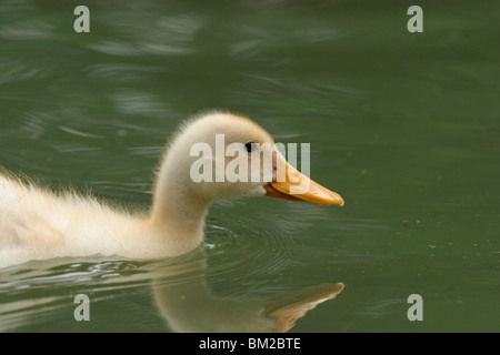 Weiße Ente / Ente weiß Stockfoto