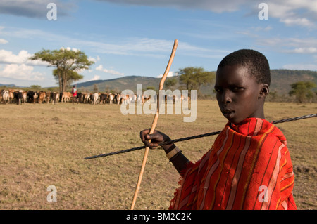 Masai junge mit Vieh, Masai Mara, Kenia, Ostafrika Stockfoto