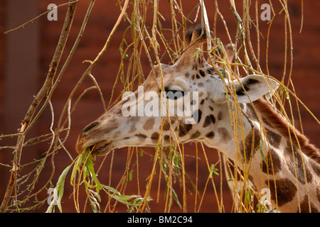 Rothschildgiraffe Im Portrait / Giraffe Stockfoto