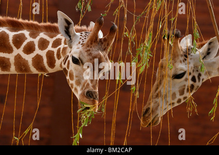 Rothschildgiraffe Im Portrait / Giraffe Stockfoto