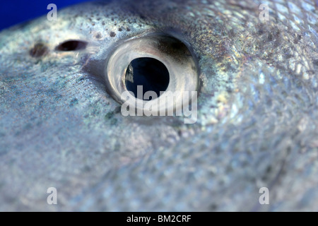 Denton, mediterrane Sparus Fisch, Familie aus und snapper Stockfoto