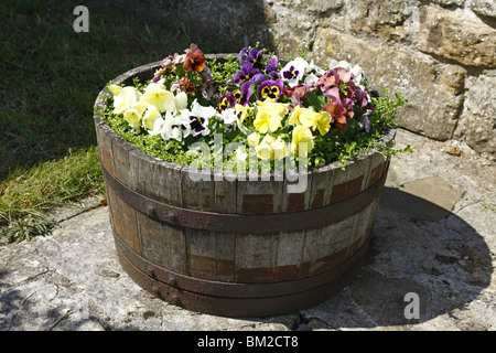 Alten Holzfass halbieren und mit Frühling Stiefmütterchen und Bratschen gefüllt Stockfoto