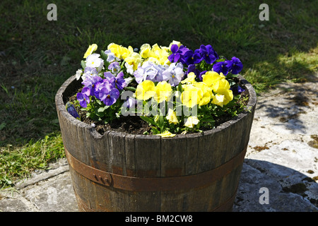 Alten Holzfass halbieren und mit Frühling Stiefmütterchen und Bratschen gefüllt Stockfoto