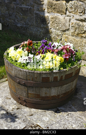 Alten Holzfass halbieren und mit Frühling Stiefmütterchen und Bratschen gefüllt Stockfoto