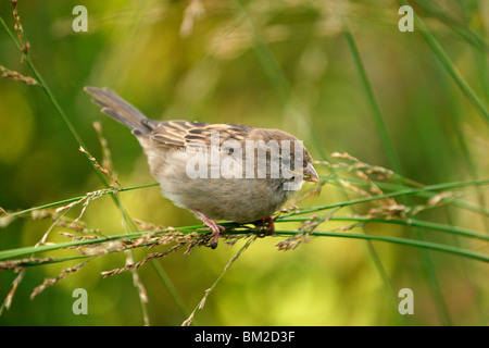 Haussperling / Spatz Stockfoto