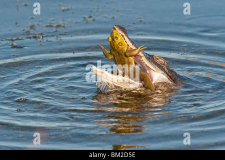 Einen kleinen Alligator Essen einen großen Frosch Stockfoto