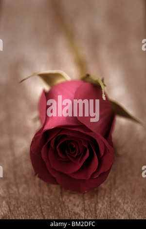 Rote rose über alte Alter Teak Holz, romantischen Frühling Liebe Metapher Stockfoto