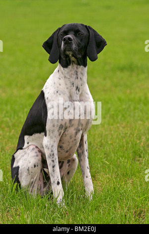 wider / Zeiger sitzen Stockfoto