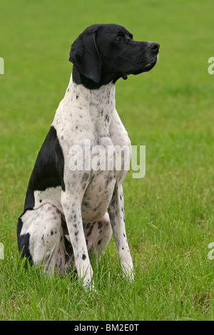 wider / Zeiger sitzen Stockfoto