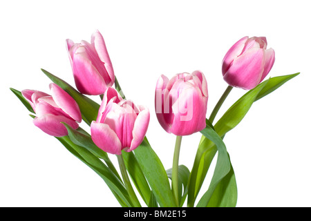 Frühlingsurlaub rosa-weiße Tulpe Blumen isoliert auf weißem Hintergrund Stockfoto