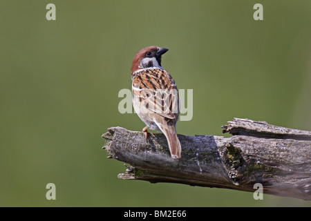 Sperling, Montanus, Eurasien, Spatz, Feldsperling, Baum Stockfoto