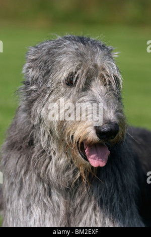 Irischer Wolfshund / Irish Wolfhound-Portrait Stockfoto