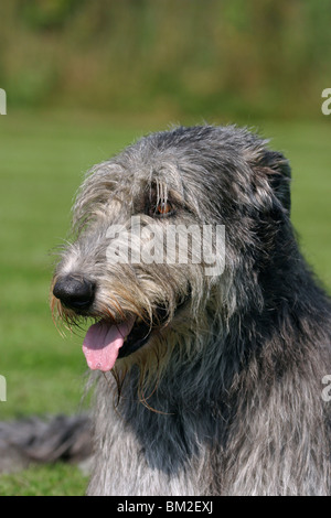 Irischer Wolfshund / Irish Wolfhound-Portrait Stockfoto