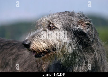 Irischer Wolfshund / Irish Wolfhound-Portrait Stockfoto