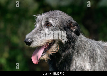 Irischer Wolfshund / Irish Wolfhound-Portrait Stockfoto