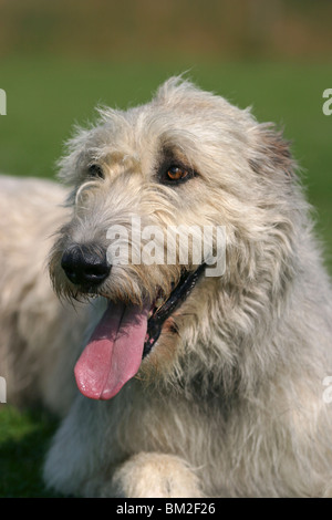 Irischer Wolfshund / Irish Wolfhound-Portrait Stockfoto