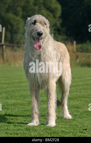 Stehender Irischer Wolfshund / Irish Wolfhound stehend Stockfoto