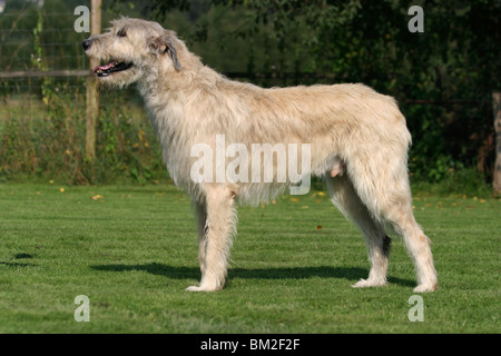Stehender Irischer Wolfshund / Irish Wolfhound stehend Stockfoto