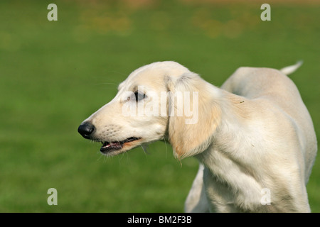 Saluki Stockfoto