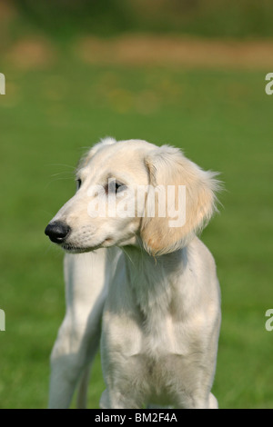 Saluki-Portrait Stockfoto