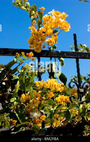 Bougainvillea (Bougainvillea Spectabilis) in Alanya, Türkei. Stockfoto