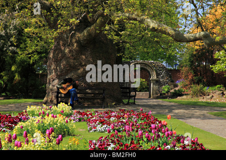 Man sitzt auf der Bank von 200-Jahr-alte orientalische Platane in West Gate Gärten Canterbury Kent England Gitarre spielen Stockfoto