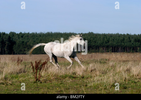 Vollblutaraber Im Galopp / Arabisches Pferd laufen Stockfoto