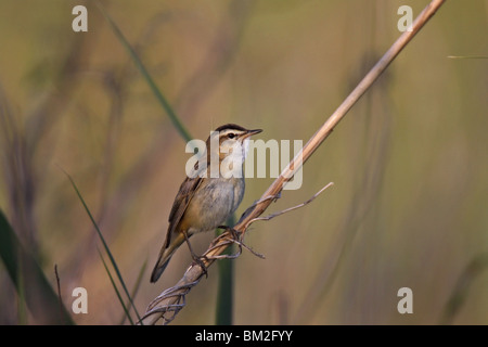 Schilfrohrsänger, Rohrsänger, Segge, Grasmücke, Acrocephalus Schoenobaenus, Stockfoto