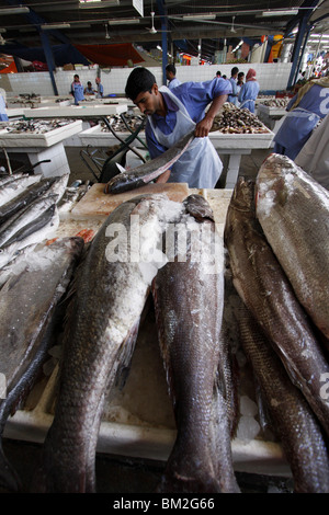 Fischmarkt in Deira, Dubai, Vereinigte Arabische Emirate, Naher Osten Stockfoto