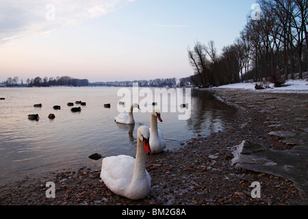 Winter Landschaft Fluss Donau Erinnerungsbild an der Donau Stockfoto